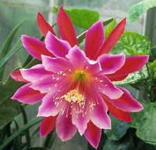 (image for) Epiphyllum [Orchid Cactus] 'Pegasus' 5 Seeds - Click Image to Close